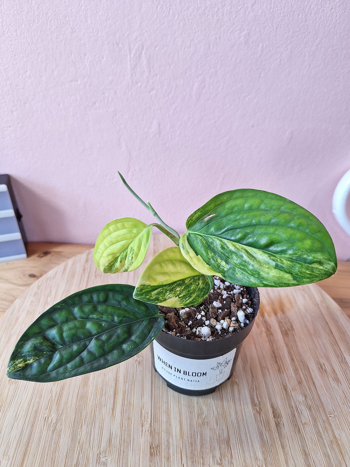 Monstera Peru Variegated – When In Bloom