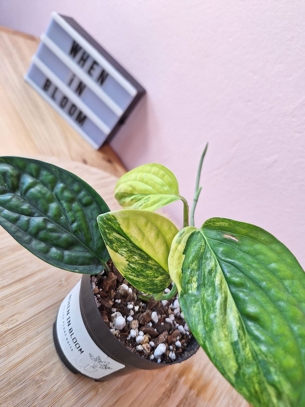 Monstera Peru Variegated – When In Bloom